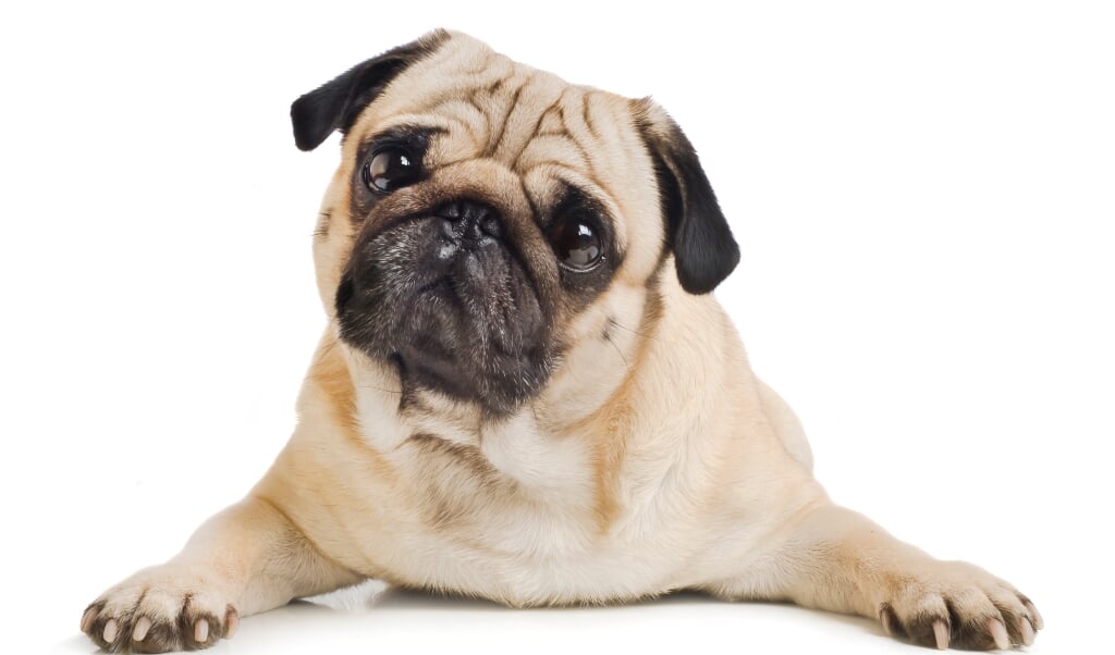 Honden worden jaloers als hun baasje veel aandacht geeft aan een andere hond, blijkt uit onderzoek. (beeld istock)