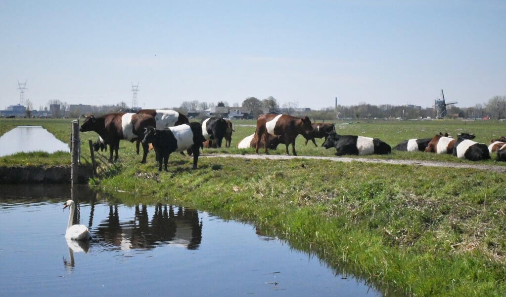 Het stamboek eist voor een lakenvelder een witte band van ten minste twintig centimeter breed. (beeld Theo Haerkens)