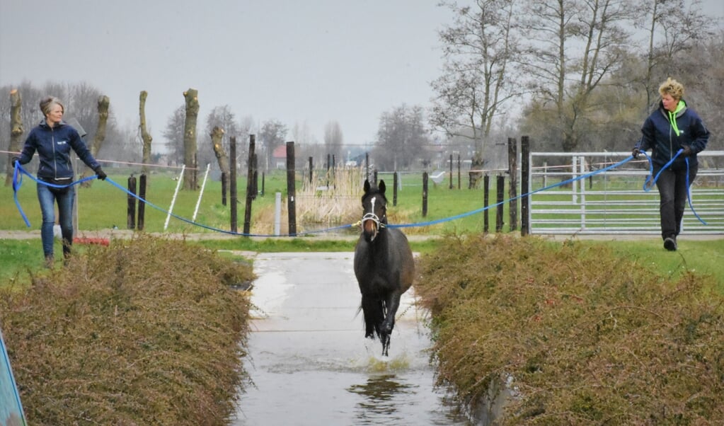 De jonge hengst in de waterbaan met Lonneke van Duurling (l) en Annemieke Koene. (beeld Theo Haerkens)