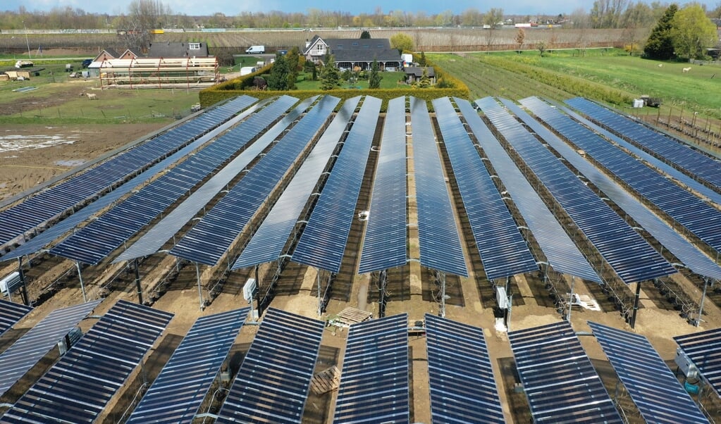Zachtfruitteler Rini Kusters uit Wadenoijen heeft een wereldprimeur: 4500 zonnepanelen boven zijn fruitgaard. (beeld vidiphoto)