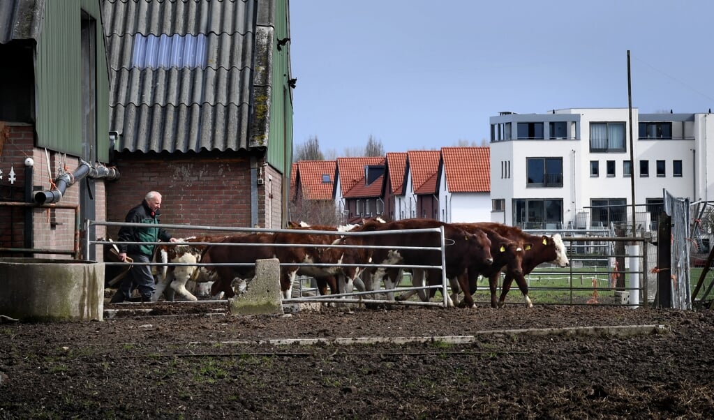 In het Brabantse Oosterhout brengt een boer zijn koeien naar buiten. Op de achtergrond een nieuwbouwwijk: ook hier doemt een gevecht om de ruimte op. (beeld Marcel van den Bergh)