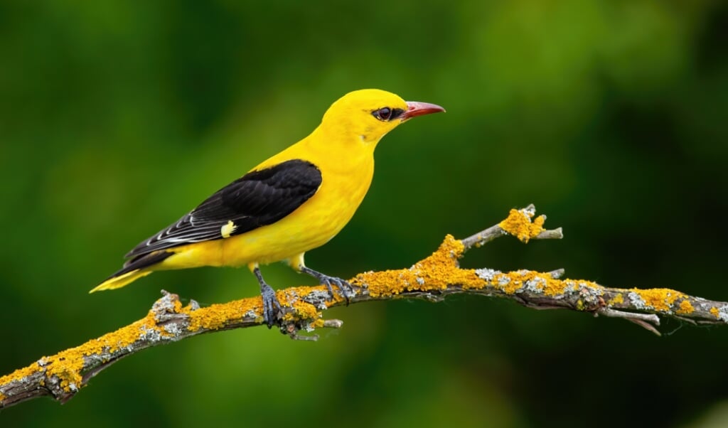 Male adult golden oriole, oriolus oriolus, on a moss covered twig in summer with blurred green background. Vibrant yellow bird sitting in treetop in nature. (Male adult golden oriole, oriolus oriolus, on a moss covered twig in summer with blurred gree (beeld istock)