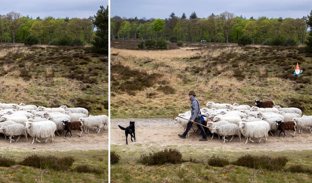 UGCHELEN - Schapen trekken op de hei van het Leesten naar Schenkenshul. De heideschapen helpen bij het beheer van de heide onder leiding van een herder. ANP VINCENT JANNINK (beeld Vincent Jannink)