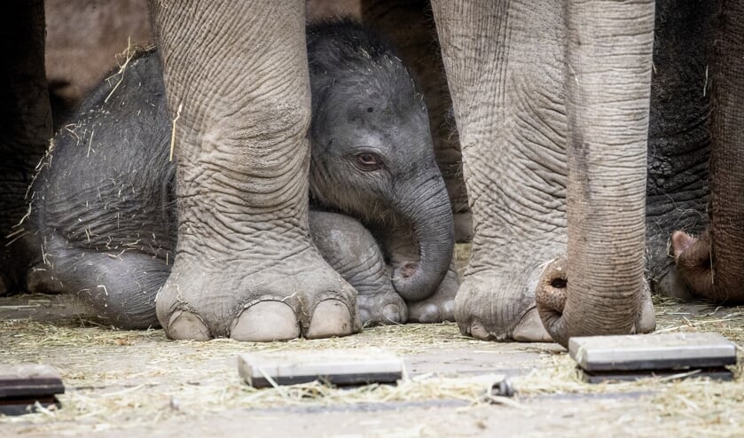 Het pasgeboren olifantenjong in de Rotterdamse dierentuin Blijdorp. De bevalling was live via een webcam te volgen. (beeld anp / Sem van der Wal)