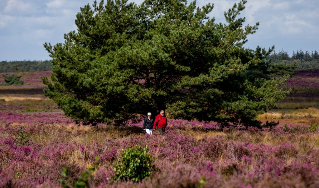 'Als heide en bos eenzijdiger worden, en plantensoorten wegkwijnen, betekent dat ook dat insecten die hiervan afhankelijk zijn, verdwijnen.' (beeld anp / Sem van der Wal)
