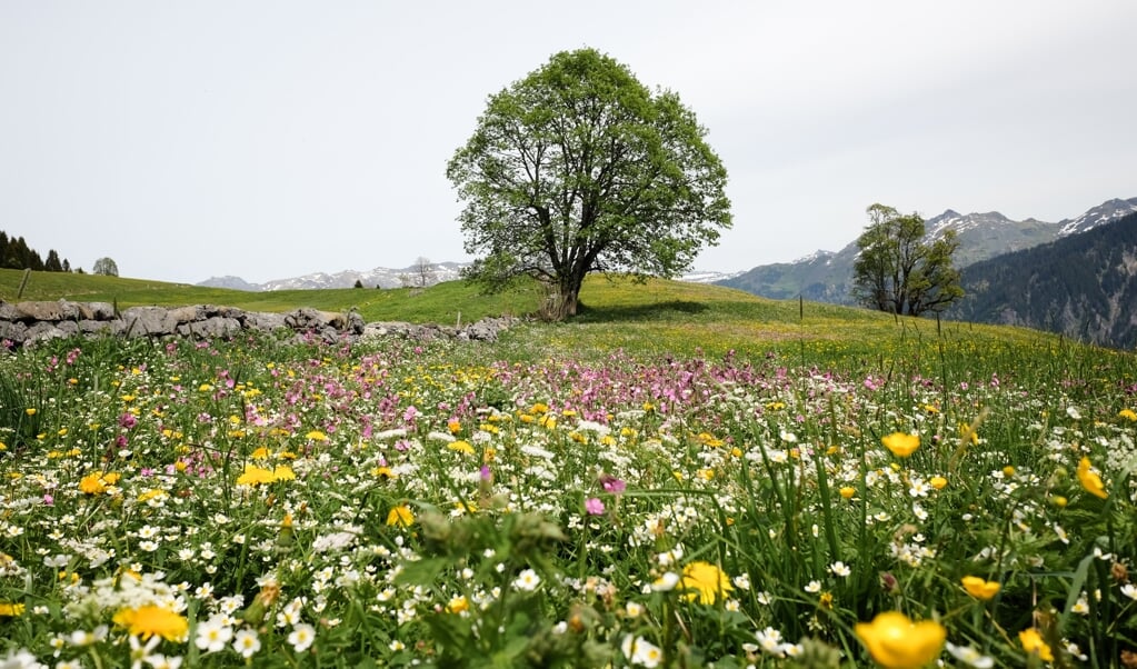Onderzoekers keken naar 280 publicaties uit de laatste 45 jaar waarin planten uit de zuidwestelijke Alpenregio zijn onderzocht. (beeld unsplash / Lukas Gächter)