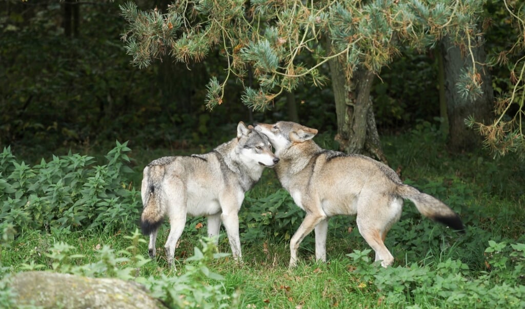 Een groot aantal soorten, waaronder wolven, paren regelmatig met een bloedverwant. (beeld mostphotos / Eric Dufour)