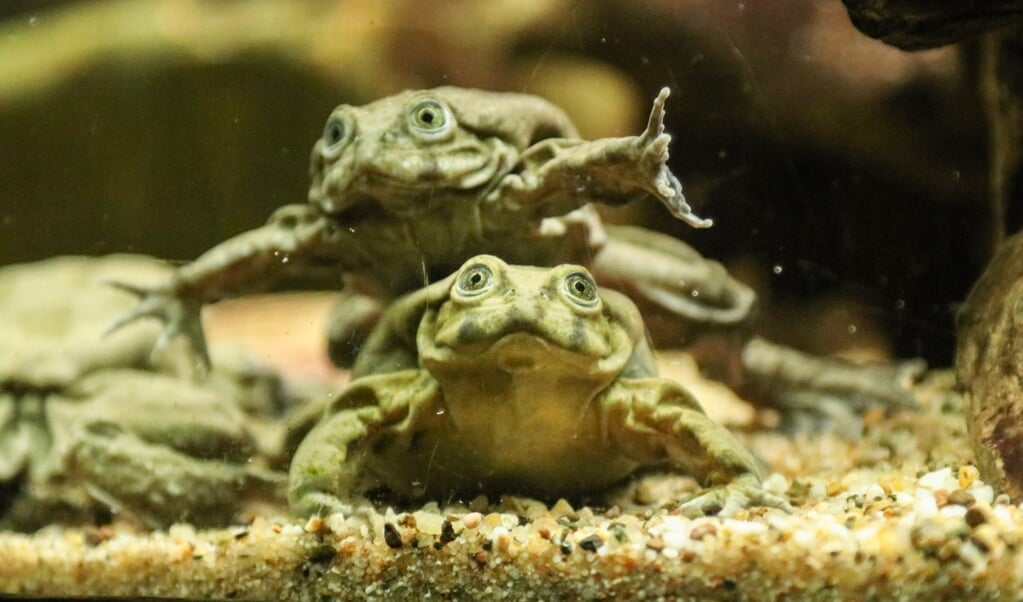 De Titicakikker is een bijna uitgestorven diersoort, en komt in het wild alleen voor rondom het Titicameer. (beeld Dierenpark Amersfoort)