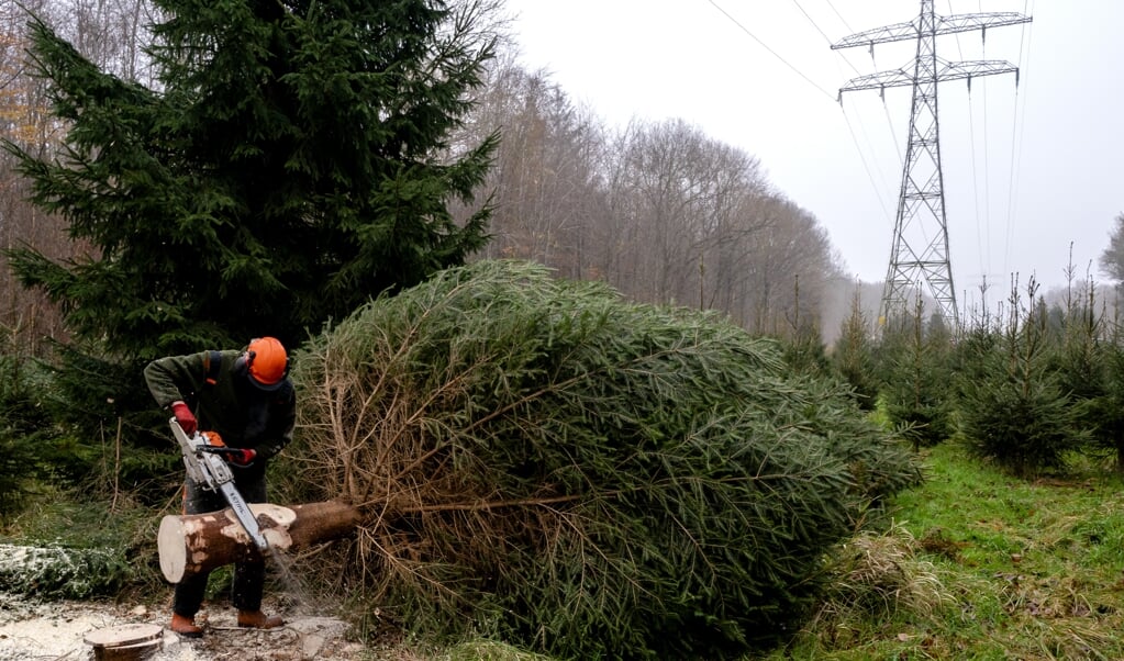 'Het is tijd voor een verhouding tussen mensen en bomen waarin mensen ten dienste staan van de het bos.' Op de foto: Een boswachter zaagt in december 2020 een grote kerstboom om voor in de hal van de Tweede Kamer. ' (beeld anp / Sander Koning)
