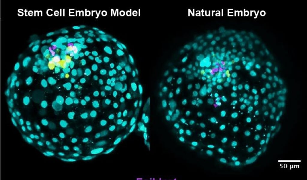 Een echte blastocyst (rechts) en een blastoïde van gekweekte cellen (links). Celkernen zijn gekleurd, de paarse cellen vormen het uiteindelijke embryo, terwijl de overige delen de vruchtvliezen en een deel van de placenta vormen. (beeld Universiteit van Exeter)
