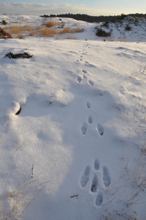 Spoor in de sneeuw