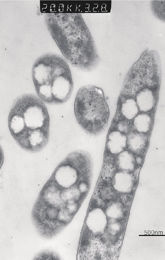 Bacteriën produceren grondstoffen