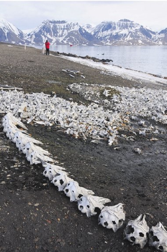 Kippenvel opSpitsbergen