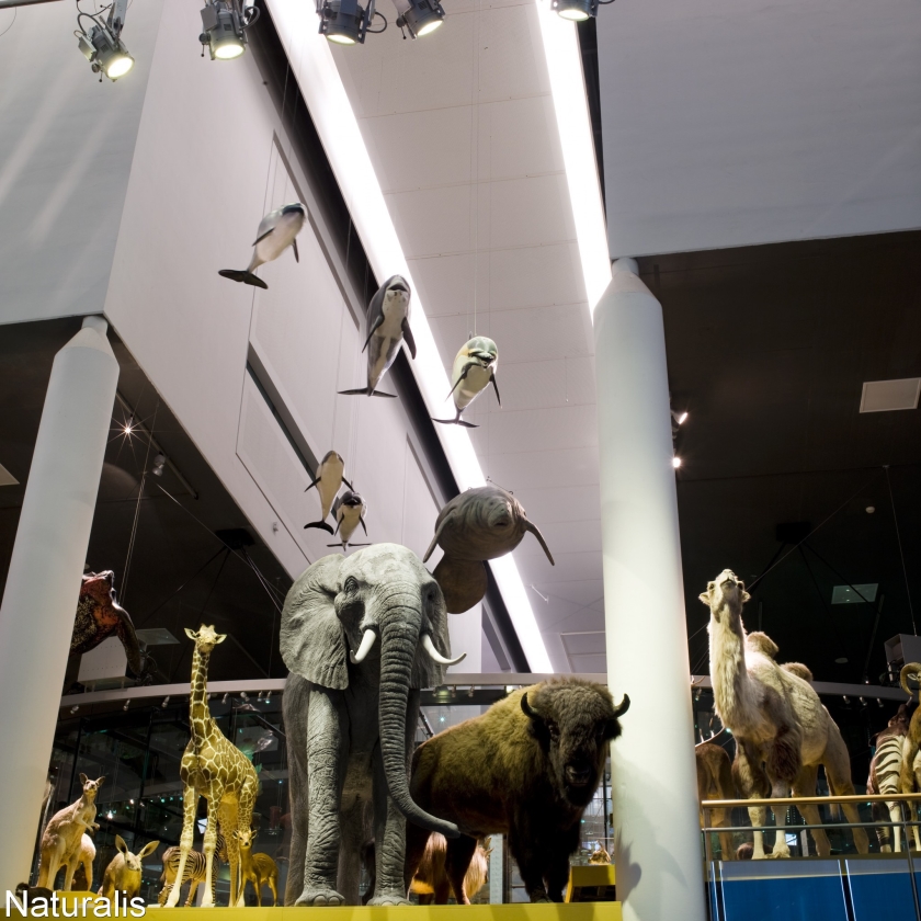 Recordaantal bezoekers voor Naturalis