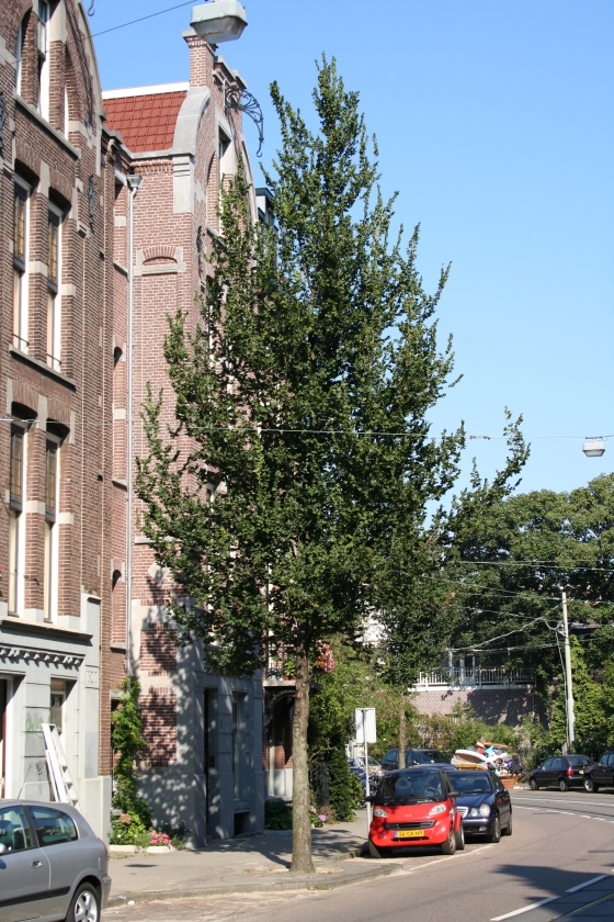 De iep keert terug in de straat