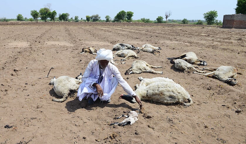Veel vee in India sterft door de extreme hitte. Ook een groot aantal gewassen is verdord door de hoge temperaturen. (afp / Sam Panthaky)