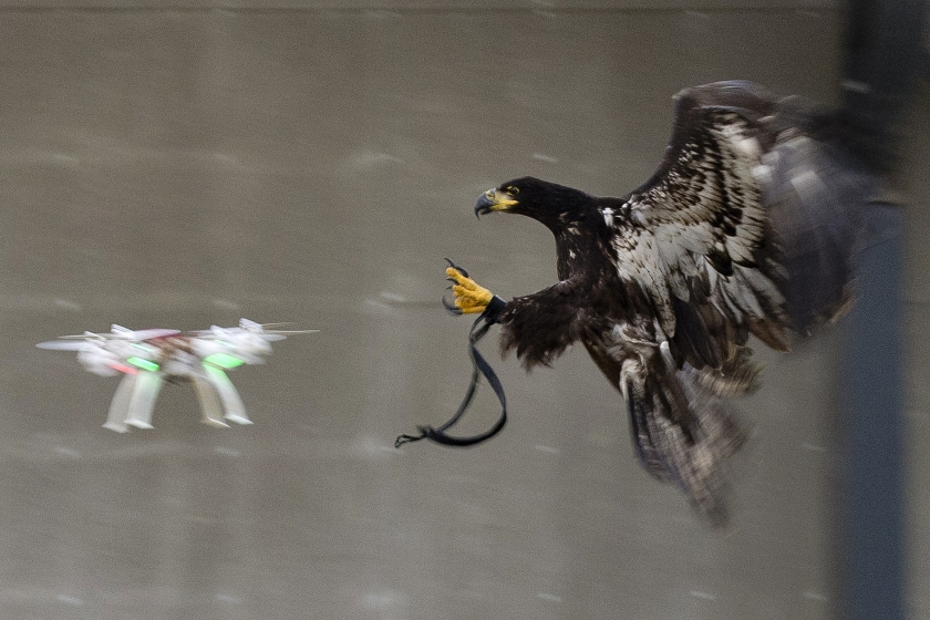 Een speciaal daarvoor getrainde arend zet zijn klauwen in een drone. De Nationale Politie maakte deze week bekend dat het samenwerkt met het bedrijf Guard From Above, om drones te kunnen onderscheppen (Nationale Politie)