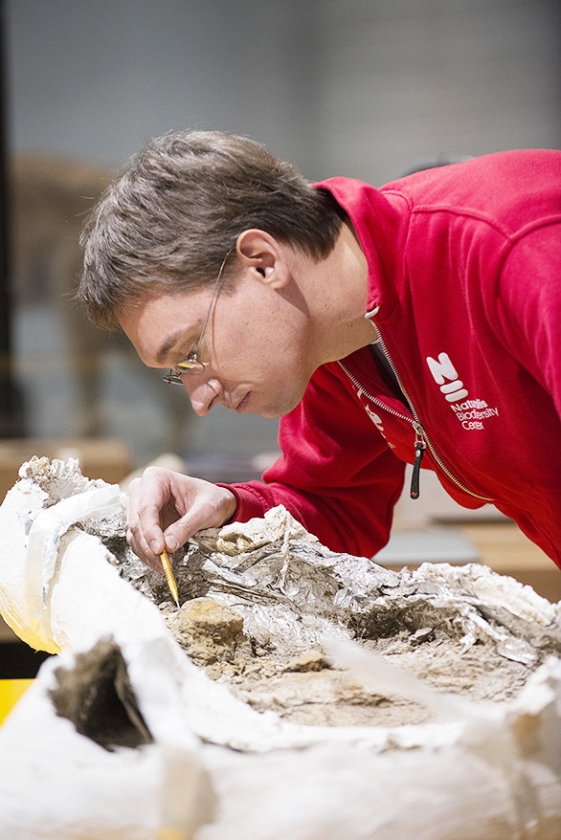 Zeven vragen: een dino opgraven (naturalis / Mylene Siegers)
