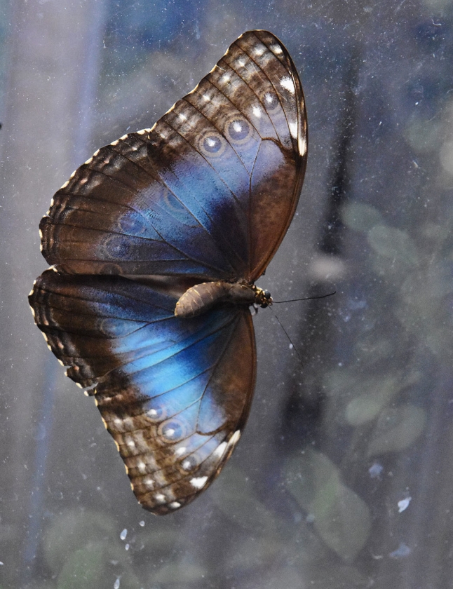 Blauwe morpho (Theo Haerkens)