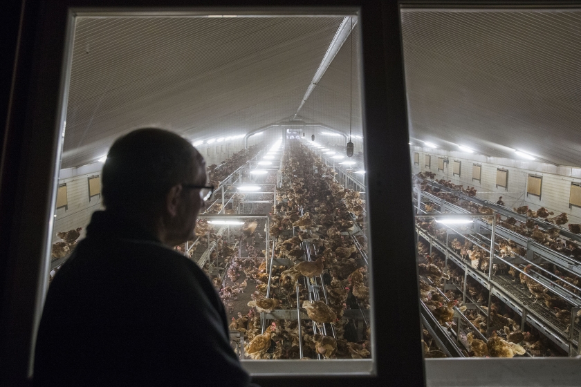 Pluimveehouder Egbert van der Veen bekijkt de kippen in zijn stal, die bij wijze van voorzorg verplicht waren opgehokt uit vrees voor vogelgriep. (anp / Vincent Jannink)