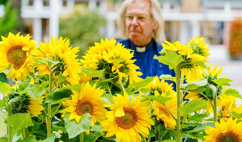Pastoor Jules Dresmé plant een Oekraïense zonnebloem bij de Sint-Vituskerk. De zonnebloemzaden komen uit het veld waar het MH17-toestel is neergestort. (anp / Marco de Swart)