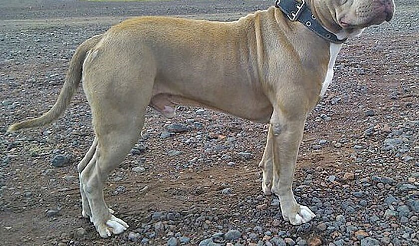 Ander hondje (Wikipedia, geplaatst op donderdag 2 november, pagina 4: na een aantal ernstige bijtincidenten neemt de gemeente Rotterdam maatregelen tegen de 21 soorten ‘hoog-risicohonden’, waaronder pitbulls, bull terriërs en rottweilers. Gelukkig zijn er ook a..)