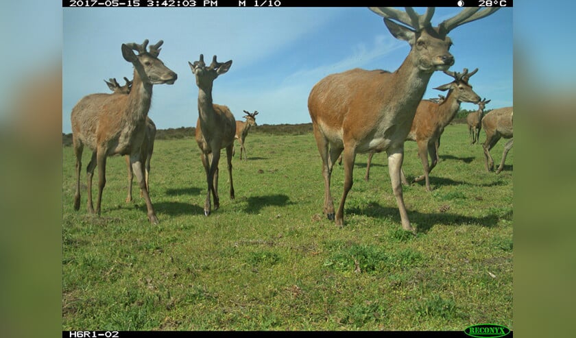 Dierenplaatjes van de Hoge Veluwe zijn net als chocolade: verslavend (nationaal park de hoge veluwe)