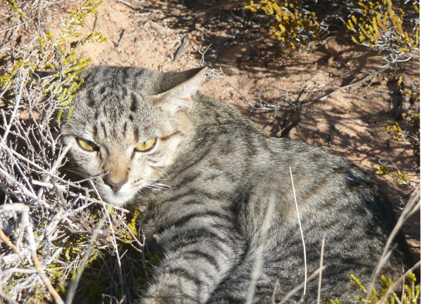In een groot deel van Australië leven wilde katten. Die zijn ooit op het continent geïntroduceerd, maar er zijn twee theorieën over hoe dat is gegaan (Katrin Koch)