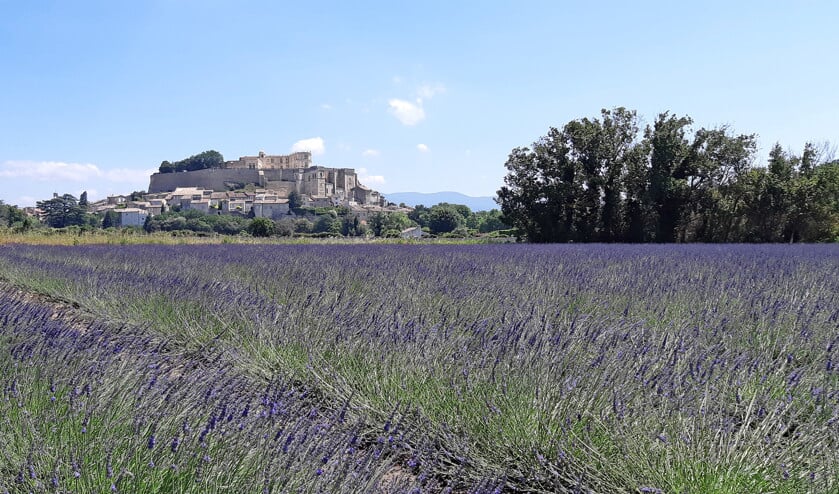 De lavendel bloeit inmiddels op de velden rond het heuvelstadje Grignan. Vlak erbuiten ligt het voormalige klooster. (Hendro Munsterman)