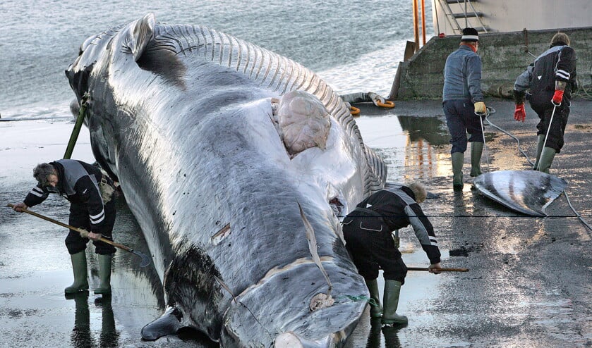 In de haven van Hvalfjördur wordt een vinvis binnengehaald. De foto is gemaakt in 2006 toen IJsland weer begon met de commerciële jacht. (ap)