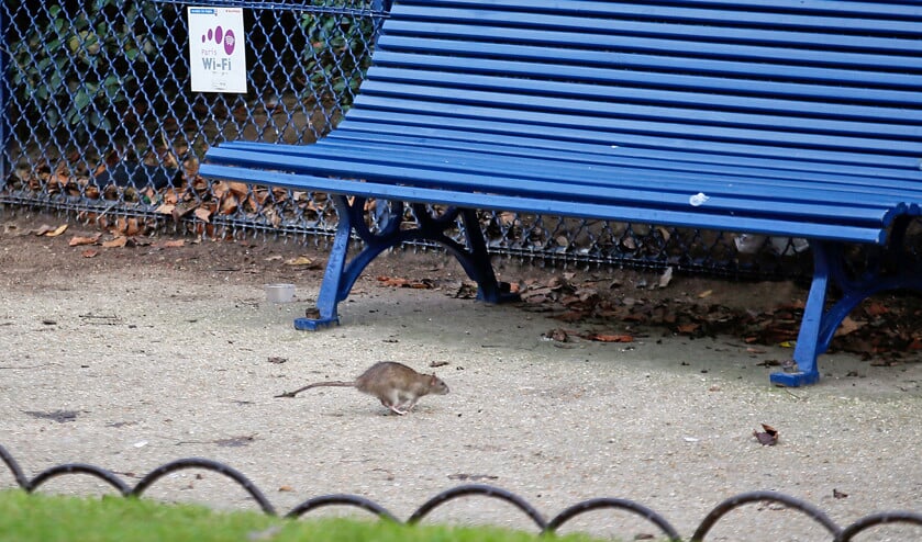 Een rat rent door het parkje bij de Tour Saint Jacques, in het centrum van Parijs. (ap / François Mori)