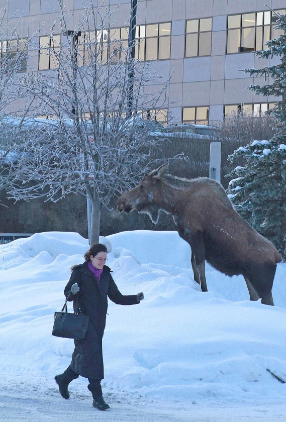 Een vrouw loopt langs een eland in de stad Anchorage. De meeste bewoners delen de leefruimte zonder gemor met de dieren. (ap / Dan Jolingap / Dan Joling)
