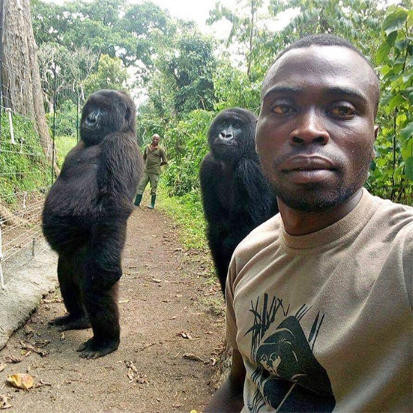 Ndazaki en Ndeze fotobommen Shamavu’s selfie. (virunga national park / Mathieu Shamavu)