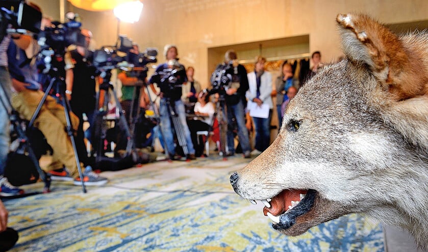 Een opgezette wolf in het bezoekerscentrum van Natuurmonumenten tijdens een persconferentie in 2013 over de wolf die dood werd aangetroffen bij Luttelgeest. Uit onderzoek is geconcludeerd dat het dood aangetroffen dier vrijwel zeker vanuit Oost-Tsjechie, Zuid-Polen of Slowakije naar Nederland is getrokken. (anp / Lex van Lieshout)