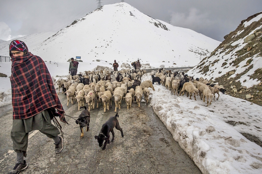 Een schaapherder met zijn beesten ten zuiden van Srinagar, in het Indiase deel van Kashmir. (ap / Dar Yasin)