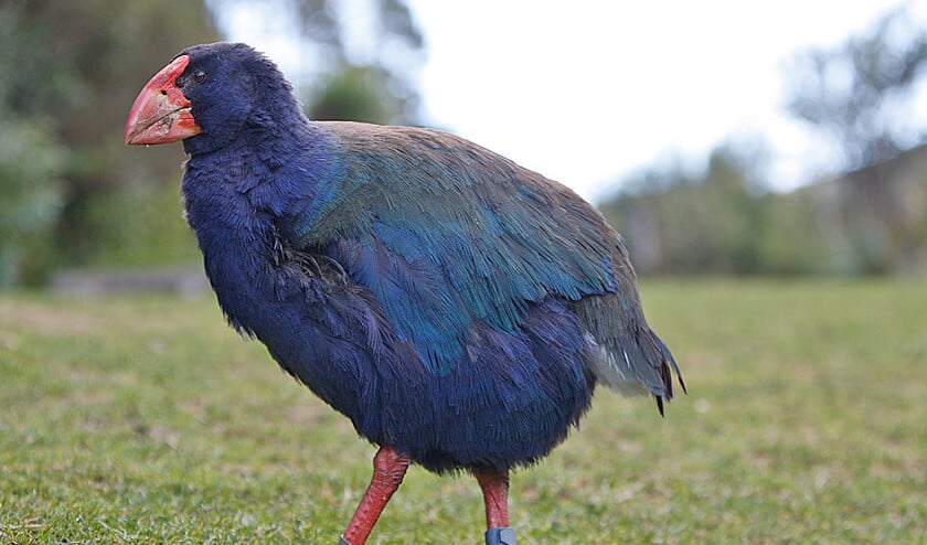 De takahe, een Nieuw-Zeelandse loopvogel die met uitsterven wordt bedreigd, in natuurreservaat Zealandia. Zealandia dient als oase van puur inheemse diersoorten in Nieuw-Zeeland. De natuur in de vallei bij Wellington wordt zo dicht mogelijk teruggebracht ‘naar haar pre-menselijke staat’. (ap)