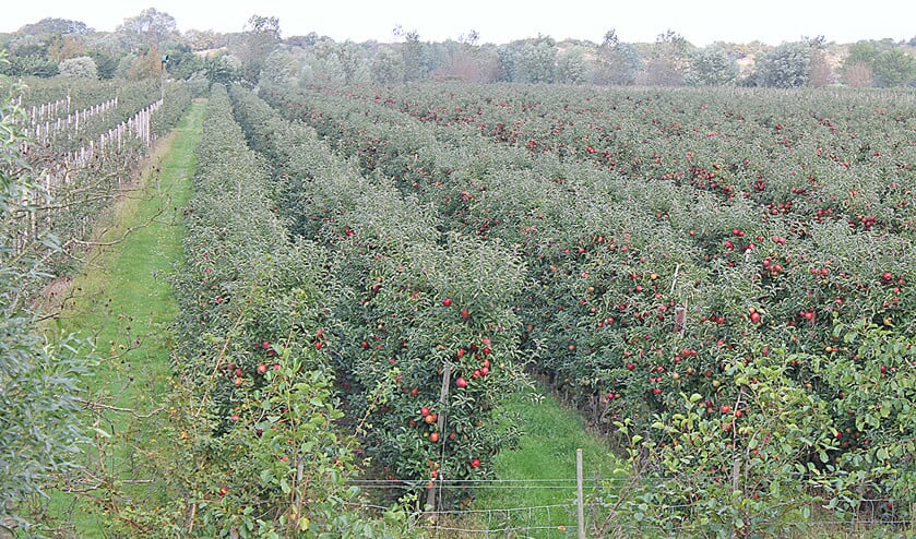 Deze appelbomen in Vrouwenpolder lopen geen gevaar: de vandalen zijn vooral actief in het Land van Maas en Waal. (nd)