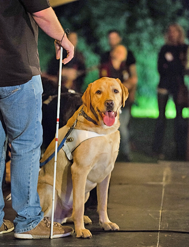 Ingezonden brief: Hoe mijn christenhond me bij de kerk bracht (anp)