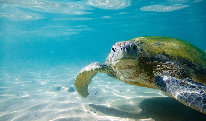 Een groene zeeschildpad. Onder de groene zeeschildpadden bij het Great Barrier Reef is een scheve man-vrouwverhouding ontstaan door stijgende temperaturen, denken wetenschappers. De kans op uitsterven van de soort neemt daardoor toe. (istock)