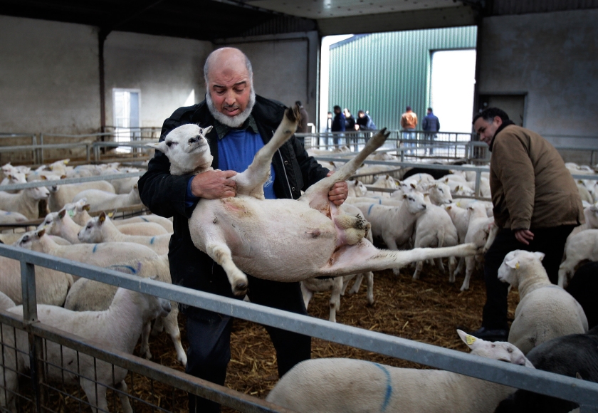 Een schaap in de doucheruimte bij allochtonen. Is zo’n verhaal een broodje aap of klopt het? Een politievrouw vertelt dat ze dit regelmatig aantrof. (anp / Robert Vos)