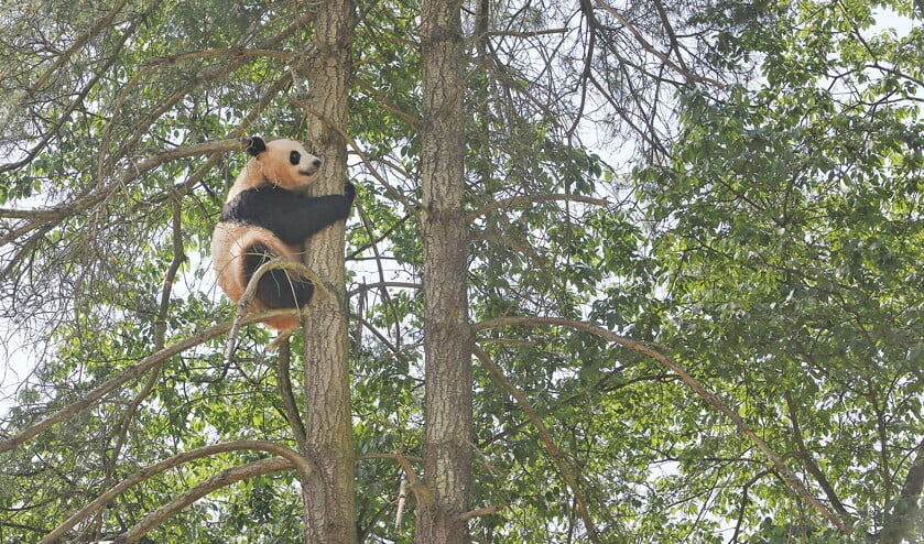 De reuzenpanda is een van de meest bedreigde diersoorten. Volgens het Amerikaanse Center for Biodiversity worden 1100 zoogdiersoorten, 200 vogelsoorten, 2000 vissoorten en 2000 amfibiesoorten met uitsterven bedreigd. (ap / Gong suiren)