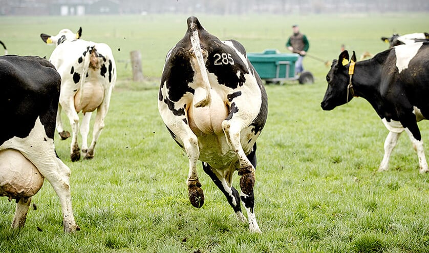 Er is geen dier dat zulke prachtige producten levert als onze koe en alleen door hoofdzakelijk gras te vreten. De Friezen noemen haar niet voor niets Us Mem. (anp / Sander Koning)