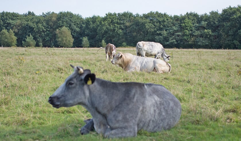 Stier te midden van koeien in het Dwingelderveld in Drenthe. Een stier moet hoe dan ook onder de duim worden gehouden. De explosieve kracht van de dieren is zo groot, dat een machtsstrijd moet worden voorkomen. (Theo Haerkens)