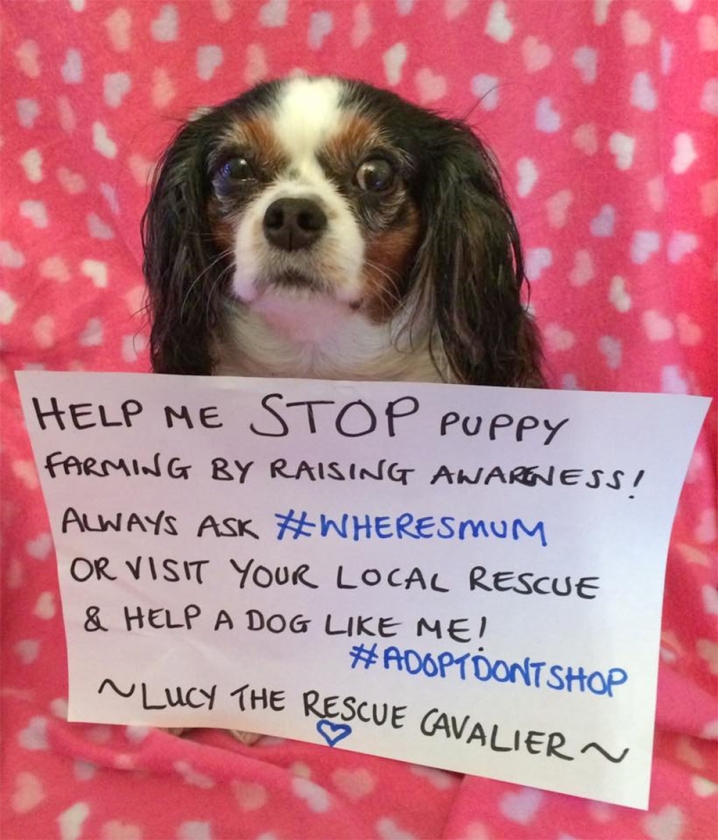 Een cavalier in Groot-Brittannië is het symbool geworden voor de ‘Lucy’s Wet’. (facebook)