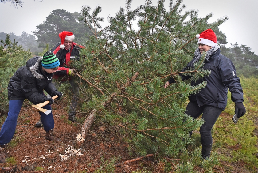 Kerstbomenzaagdag op de Hoge Veluwe. Mensen uit het hele land mogen dennen meenemen. (Marcel van den Bergh)