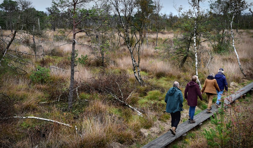 Door te veel stikstof krijgen berkenbomen de kans het hoogveen te overwoekeren. (Marcel van den Bergh)