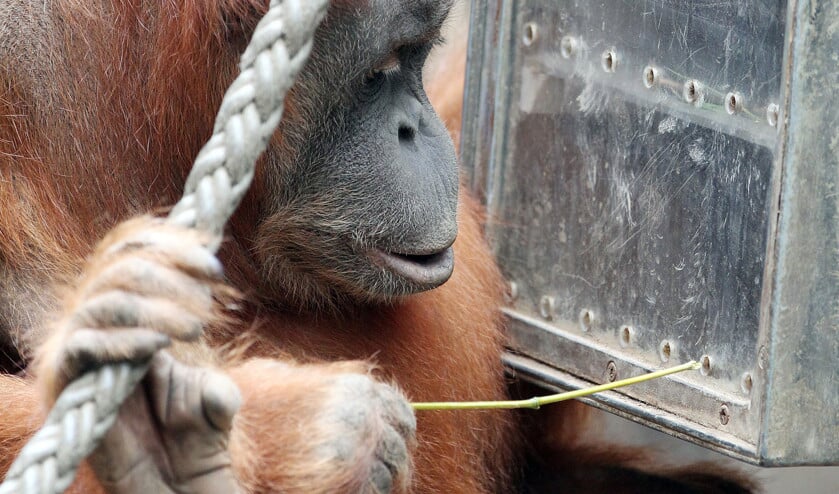 Frans de Waal laat met voorbeelden zien dat chimpansees slimme dieren zijn, die kunnen wat mensen ook kunnen, zoals leren van eerdere ervaringen. (ap / Sebastian Willnow)