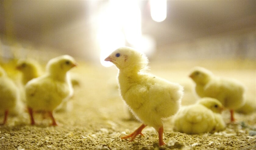 Eendagskuikens scharrelen rond in hun stal. Na ruim zes weken zijn de kippen klaar voor de slacht. Van de bijna 500 miljoen vleeskuikens die per jaar in Nederland worden uitgebroed, is een groot deel bestemd voor de export. (anp / Marcel van Hoorn)