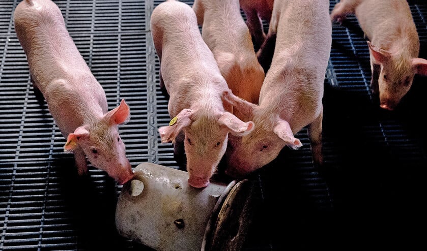 Voor een varkensbedrijf kan frauderen met mest een kostenbesparing opleveren van verscheidene tonnen per jaar. (anp / Sander Koning)