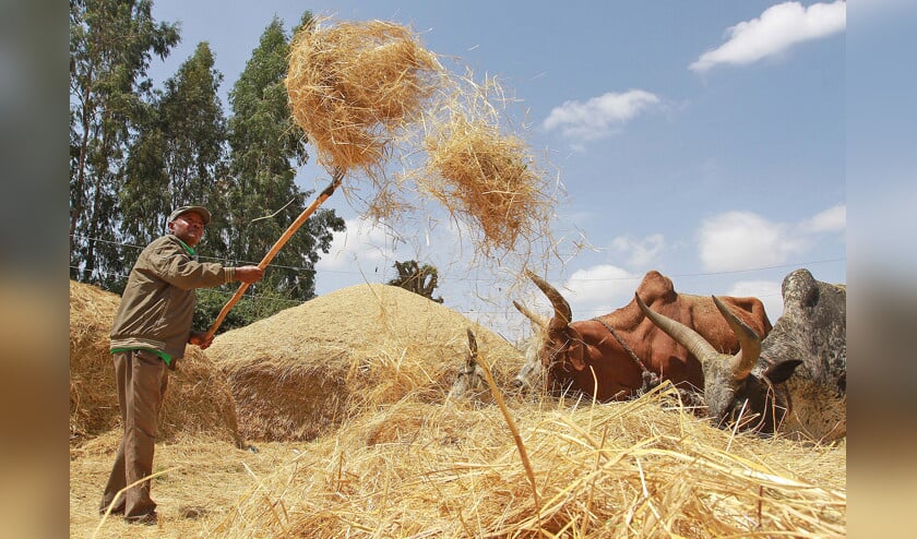 Een Ethiopische boer scheidt met een wan de zaden van zijn gedroogde teff van de stengels. (afp / Solan Gemechu)